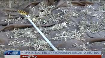 Βόλος “Η γιορτή της Ελιάς” στη Στέγη Υποστηριζόμενης Διαβίωσης του δήμου Βόλου |TRT | 29-10-2024